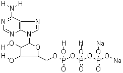 987-65-5;51963-61-2 5'-三磷酸腺苷二钠盐 